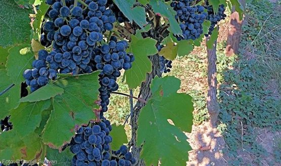 Bio.Wein.Fair