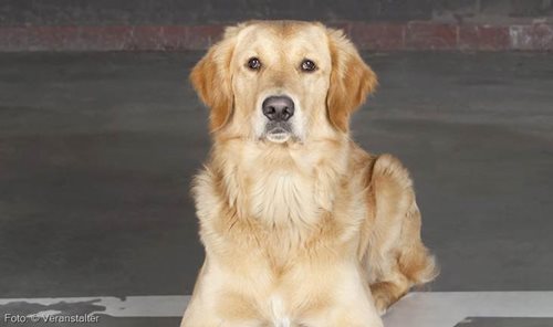 Klara Fall. Die Wirtin vom Eck